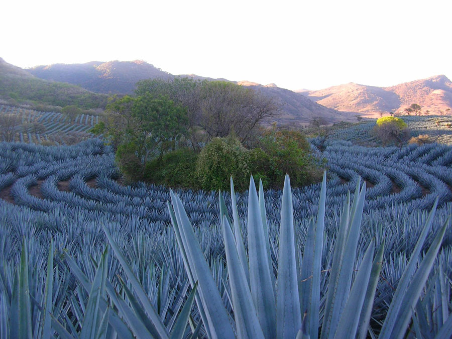 Paisaje del agave y las antiguas instalaciones industriales de Tequila 
