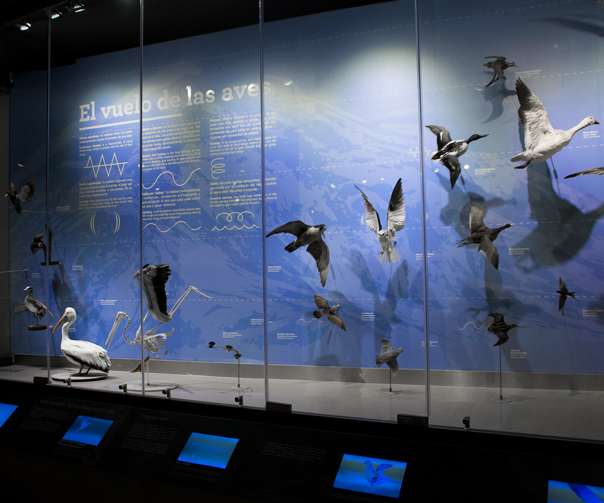 Museo de las Aves de México