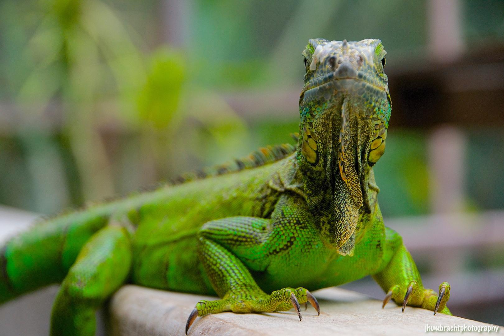 Iguana Project - Proyecto de Conservación de Iguana Verde
